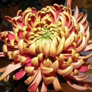 Meet your Posher, Ben